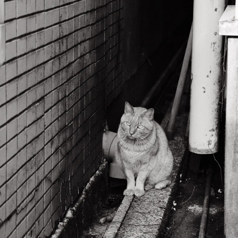 A black and white photograph of a cat sitting in a narrow alleyway between two gutters. He is staring past the camera, intentionally ignoring the photographer.