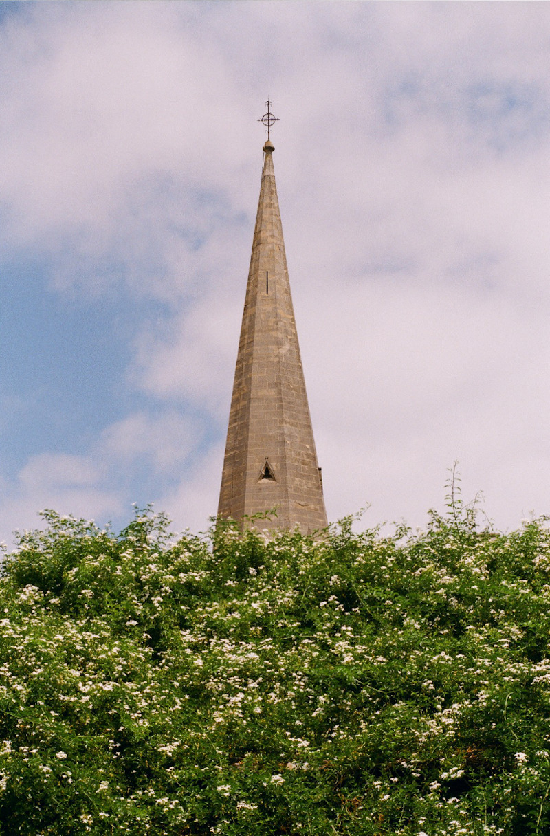 The tip of a church steeple rises from a messy hedge. The sky is cast pink. The hedge is spotted with many small, white flowers. There is a singular triangular window in the center of the steeple.